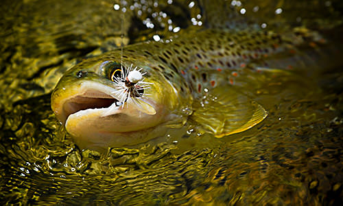 Barbed Vs Barbless Hooks